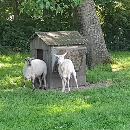 Farmer Farmyard Stays, Sleep Easy, Rural, Explore Campsite Amsterdam
